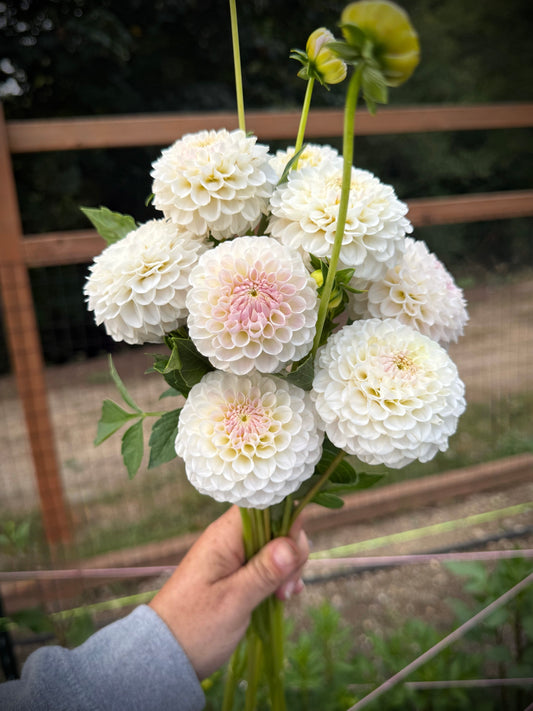Hapet Barbie Rooted Cutting