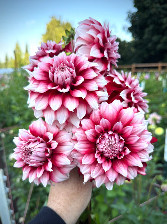 River’s Fancy Santa