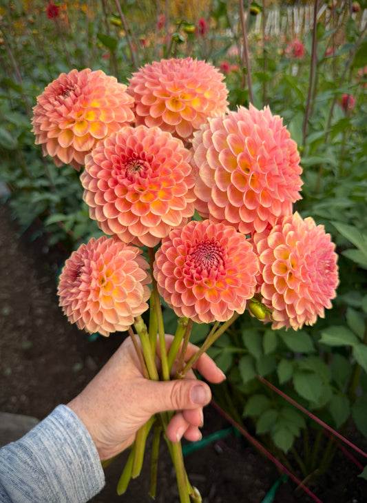 20th Ave Softer Peach