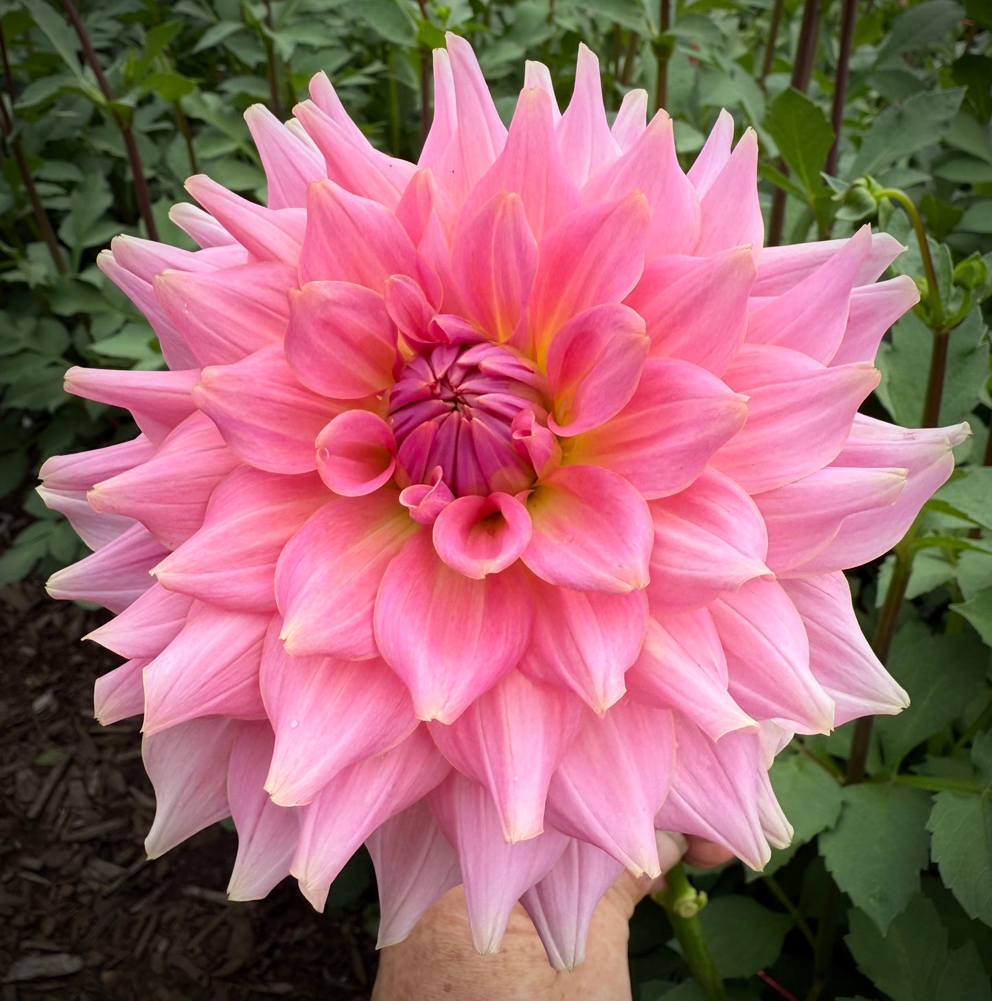 RM Fairy Wings Rooted Cutting