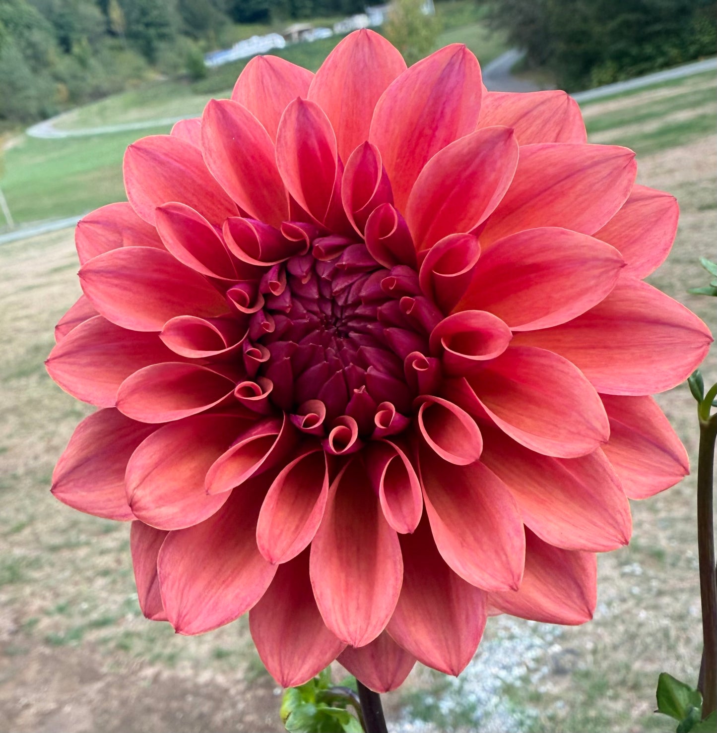 Bell’s Naima Potted Cutting