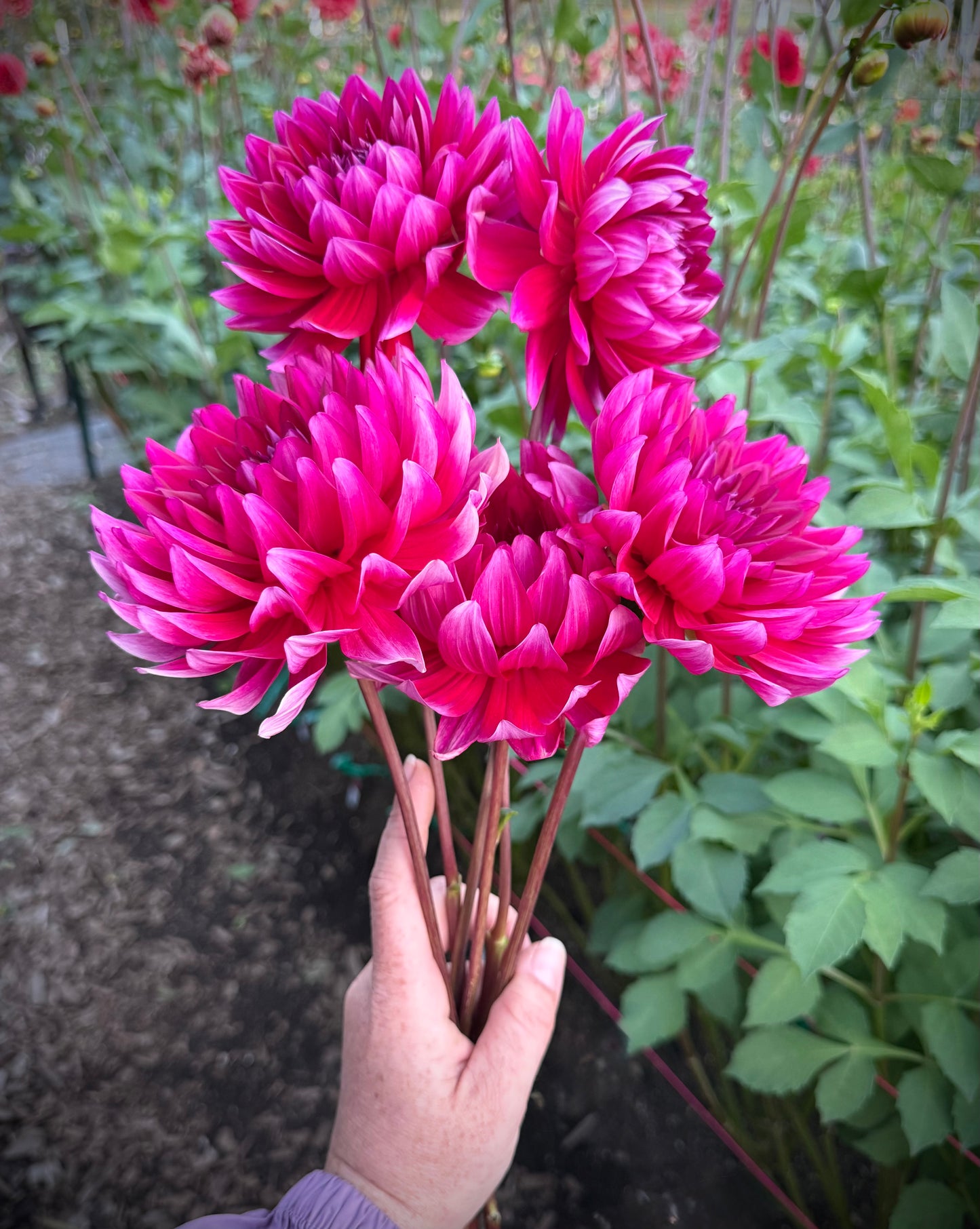 Hollyhill Pandora Rooted Cutting