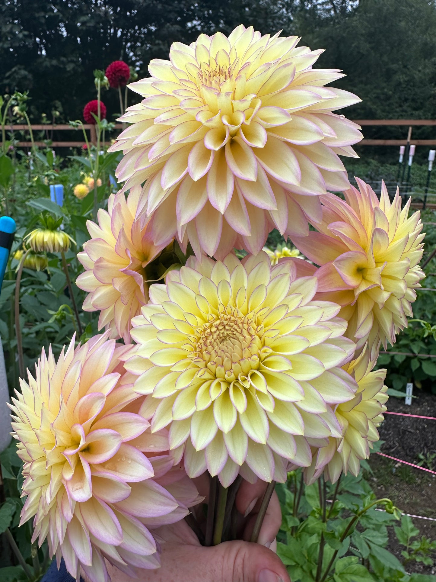Bloomquist Blush Rooted Cutting (Limit 2 per household)