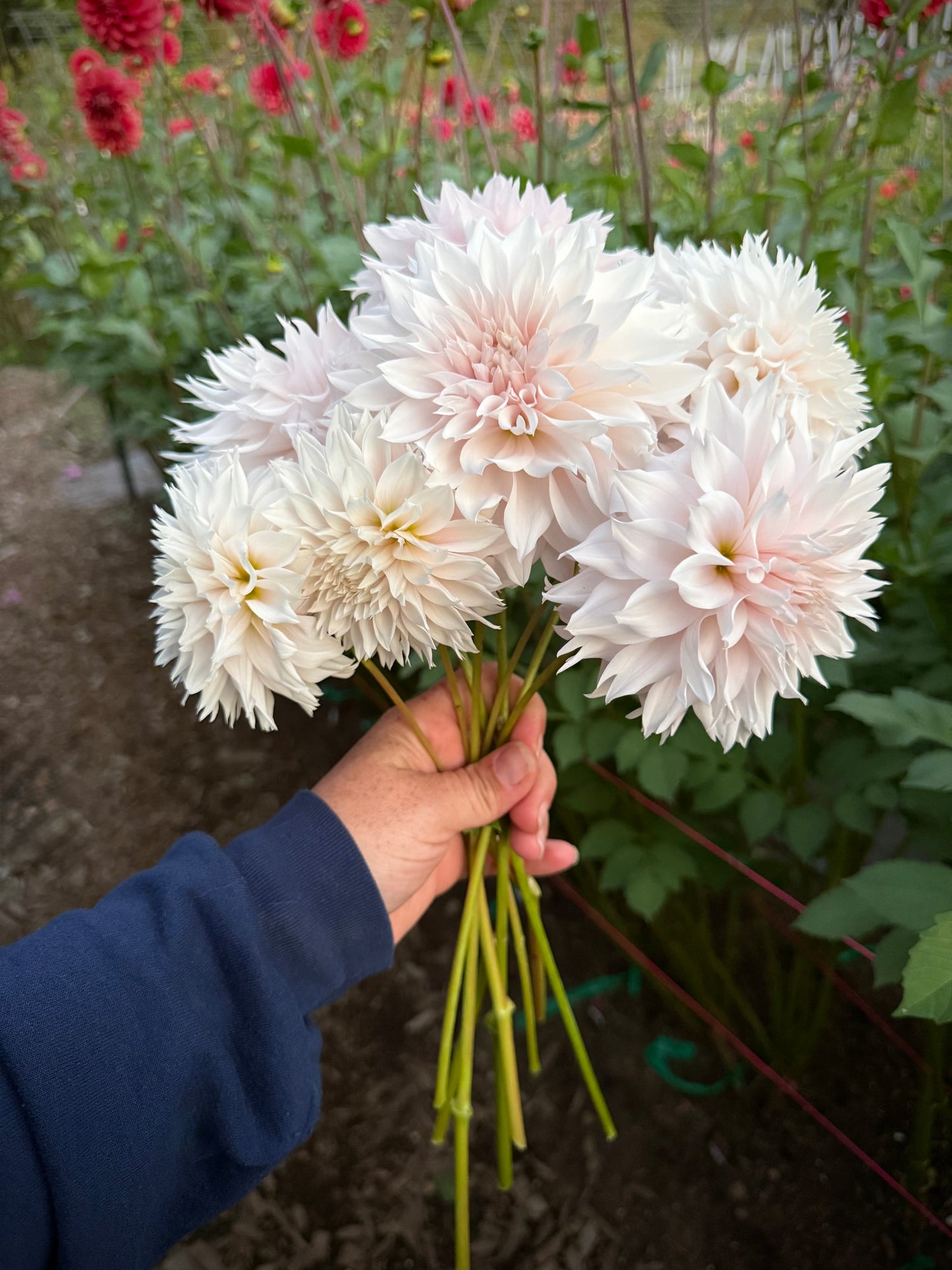Lee’s Starchild Rooted Cutting