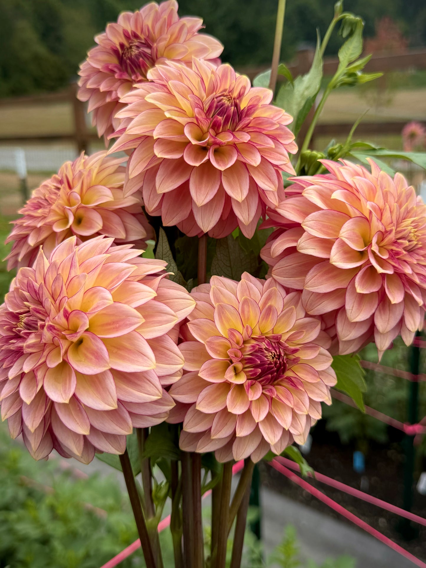 RM Raspberry Twinkle