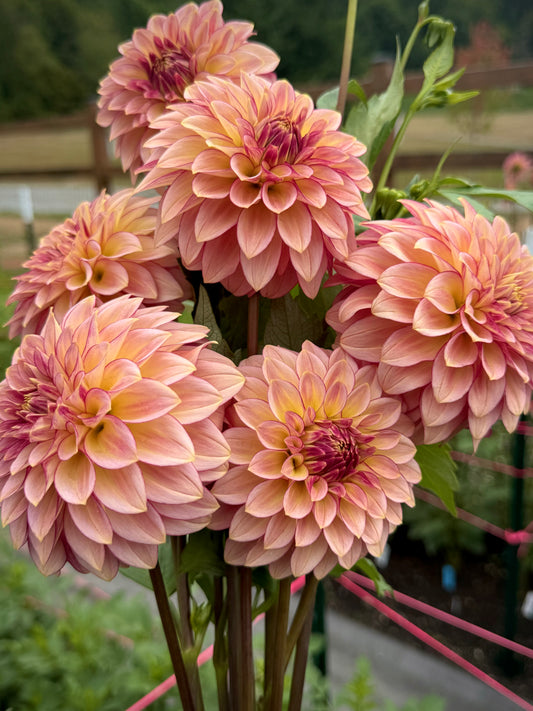 RM Raspberry Twinkle