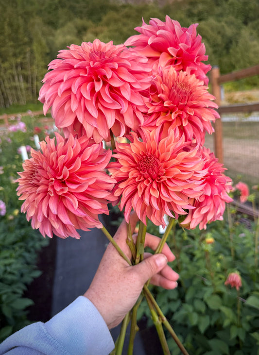 River’s Can’t Elope