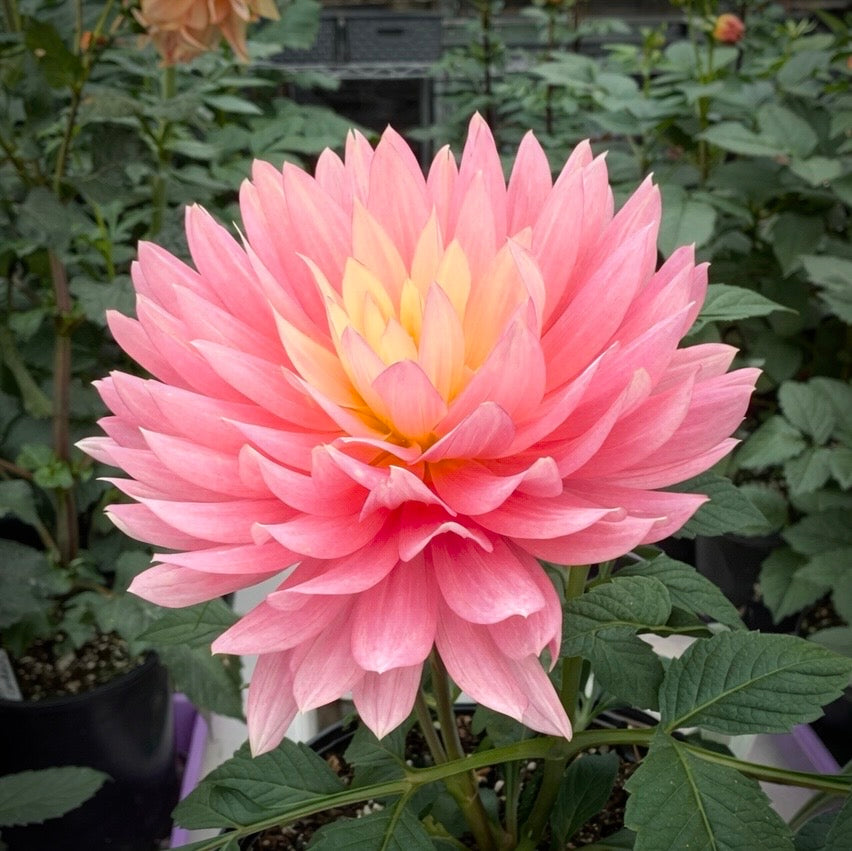 Carmen Lotus Rooted Cutting