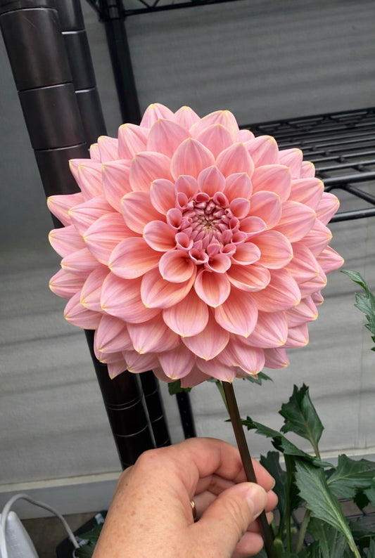 Formby Monarch Rooted Cutting