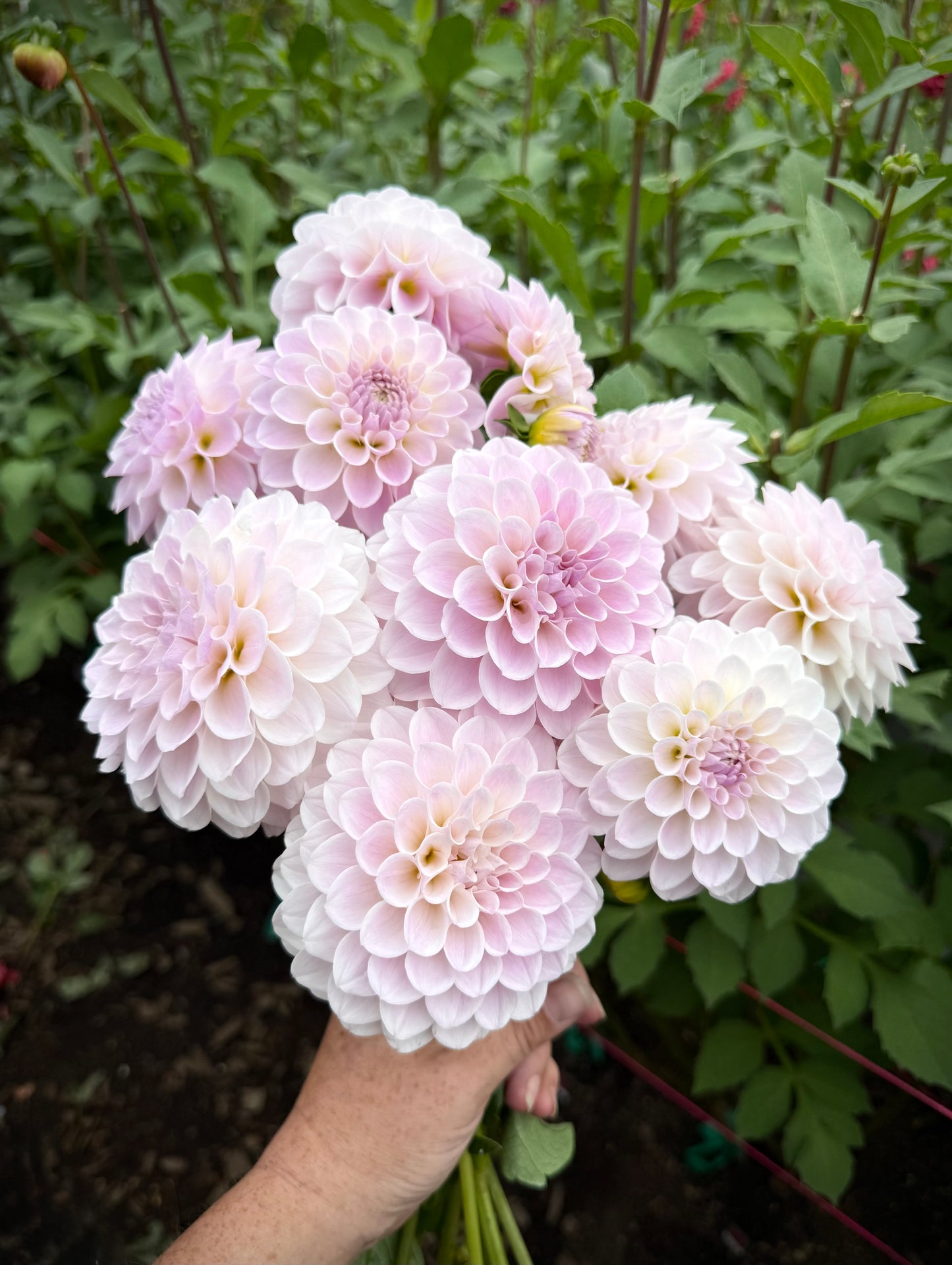 RM Hannah Jo Rooted Cutting