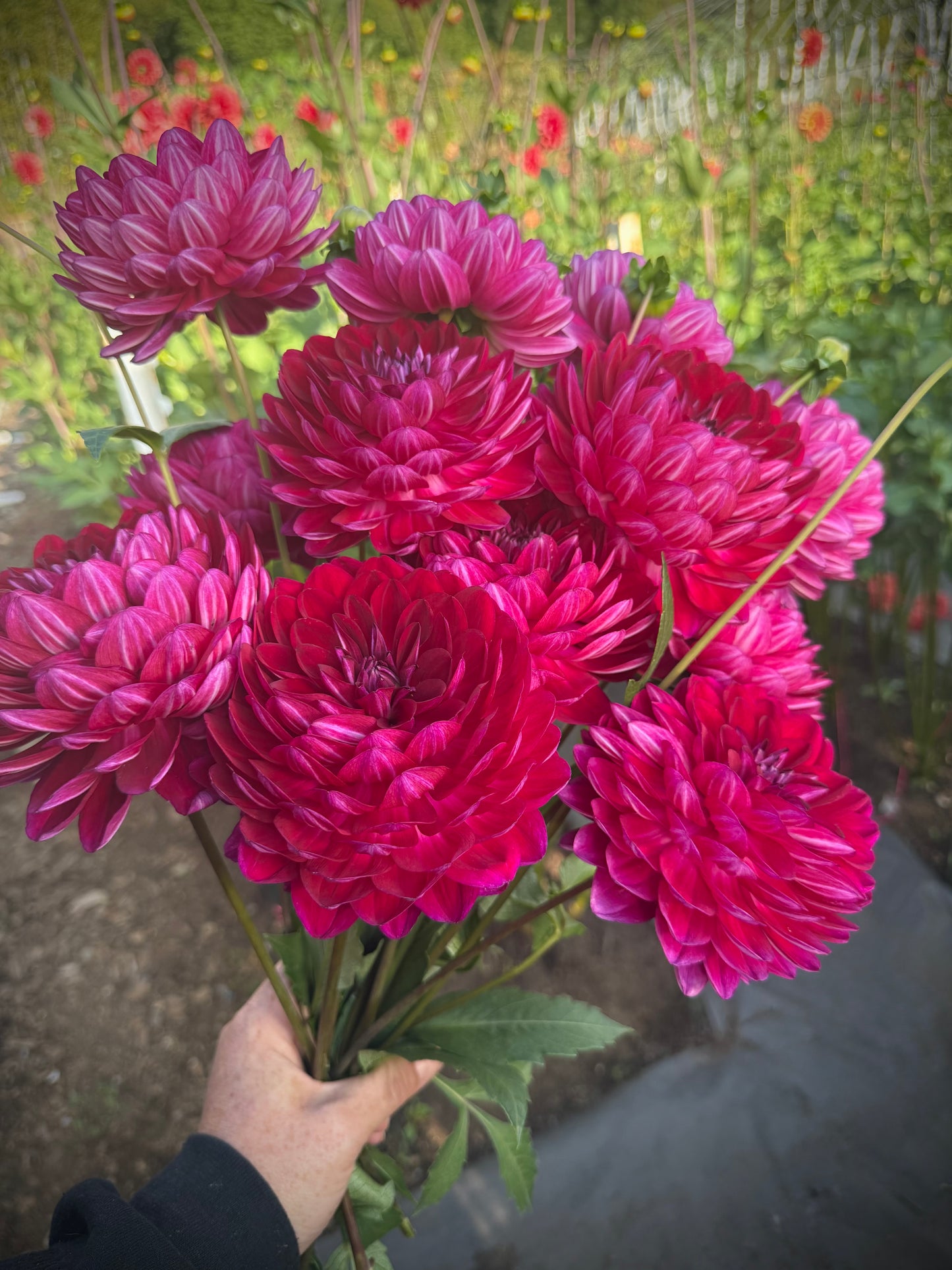 Sandia Bertha Potted Mini Tuber