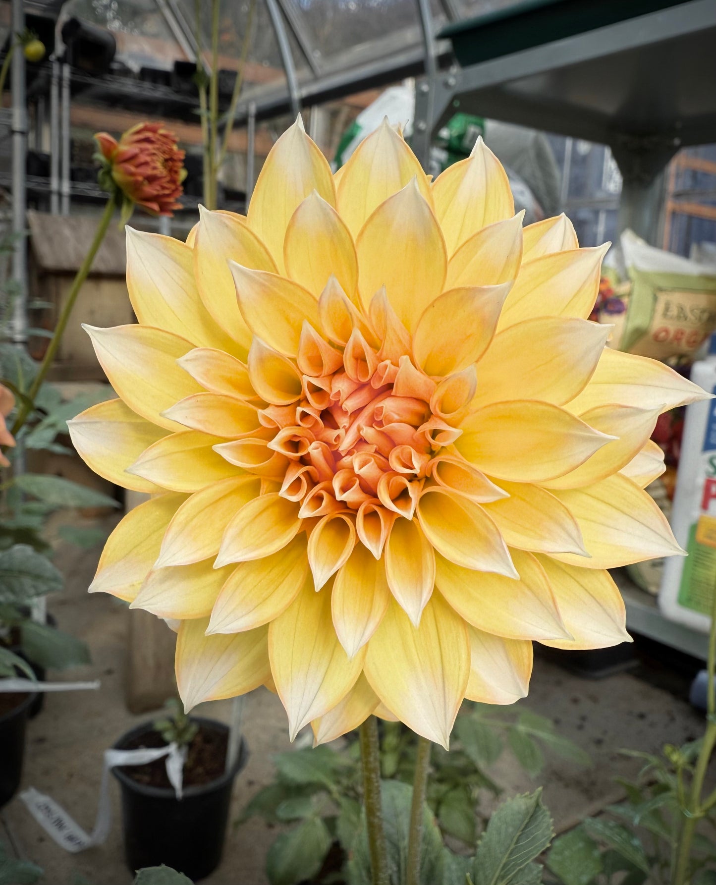 Lee’s Chloe Rooted Cutting (Limit 2 per household)