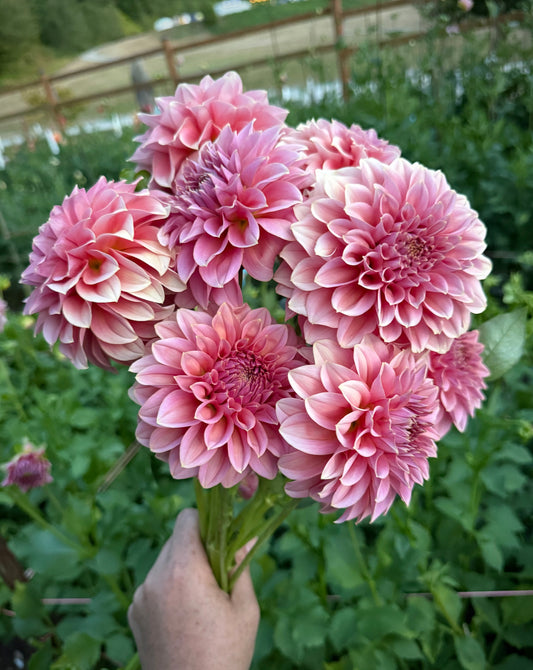 Lee’s Muava Guava