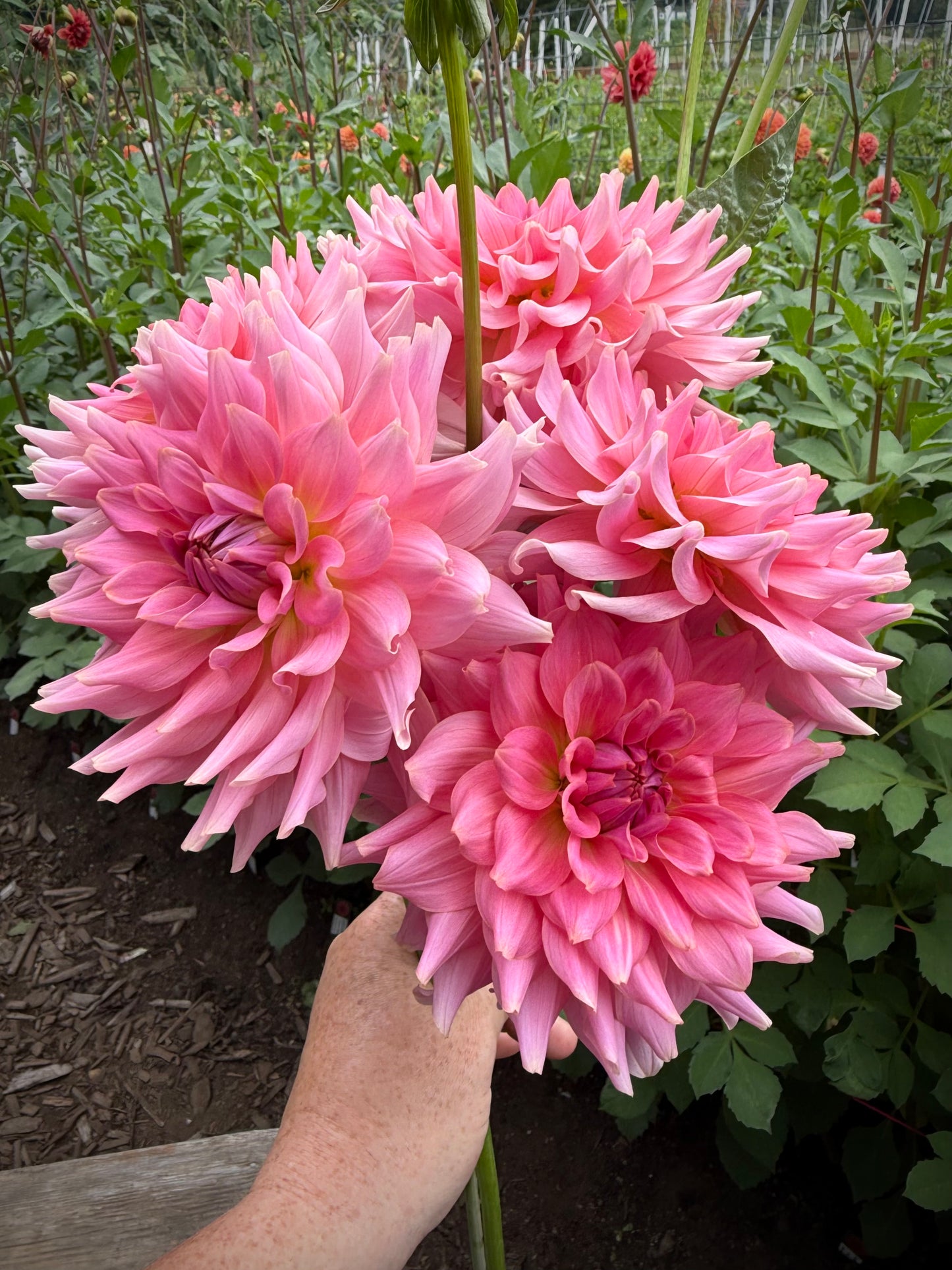 RM Fairy Wings Rooted Cutting