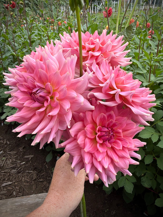 RM Fairy Wings Rooted Cutting