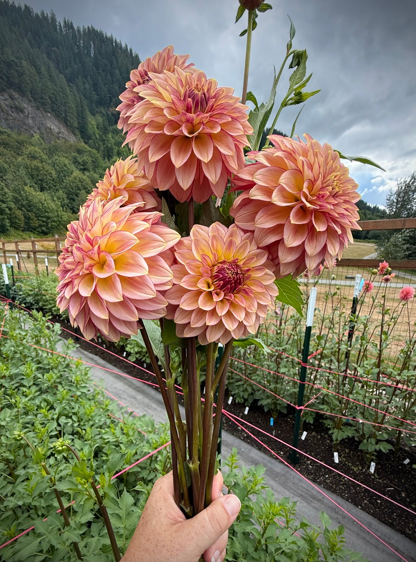 RM Raspberry Twinkle