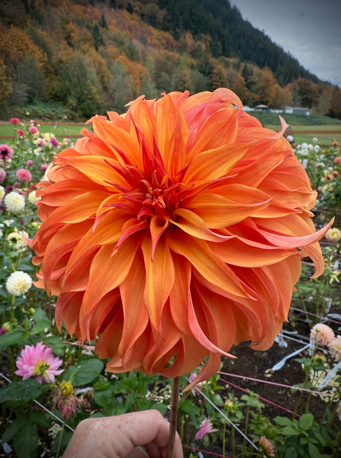 Bloomquist Jean Rooted Cutting (Limit 2 per household)