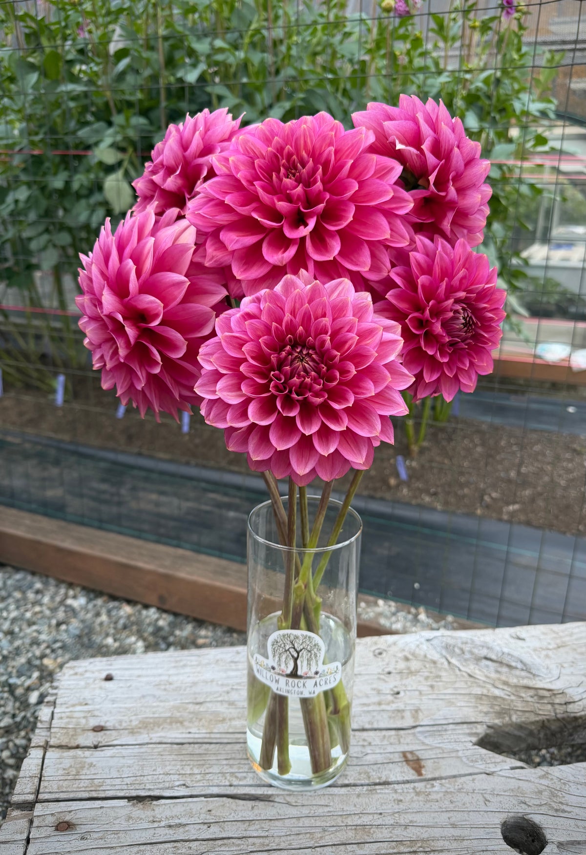 Florelie Guava