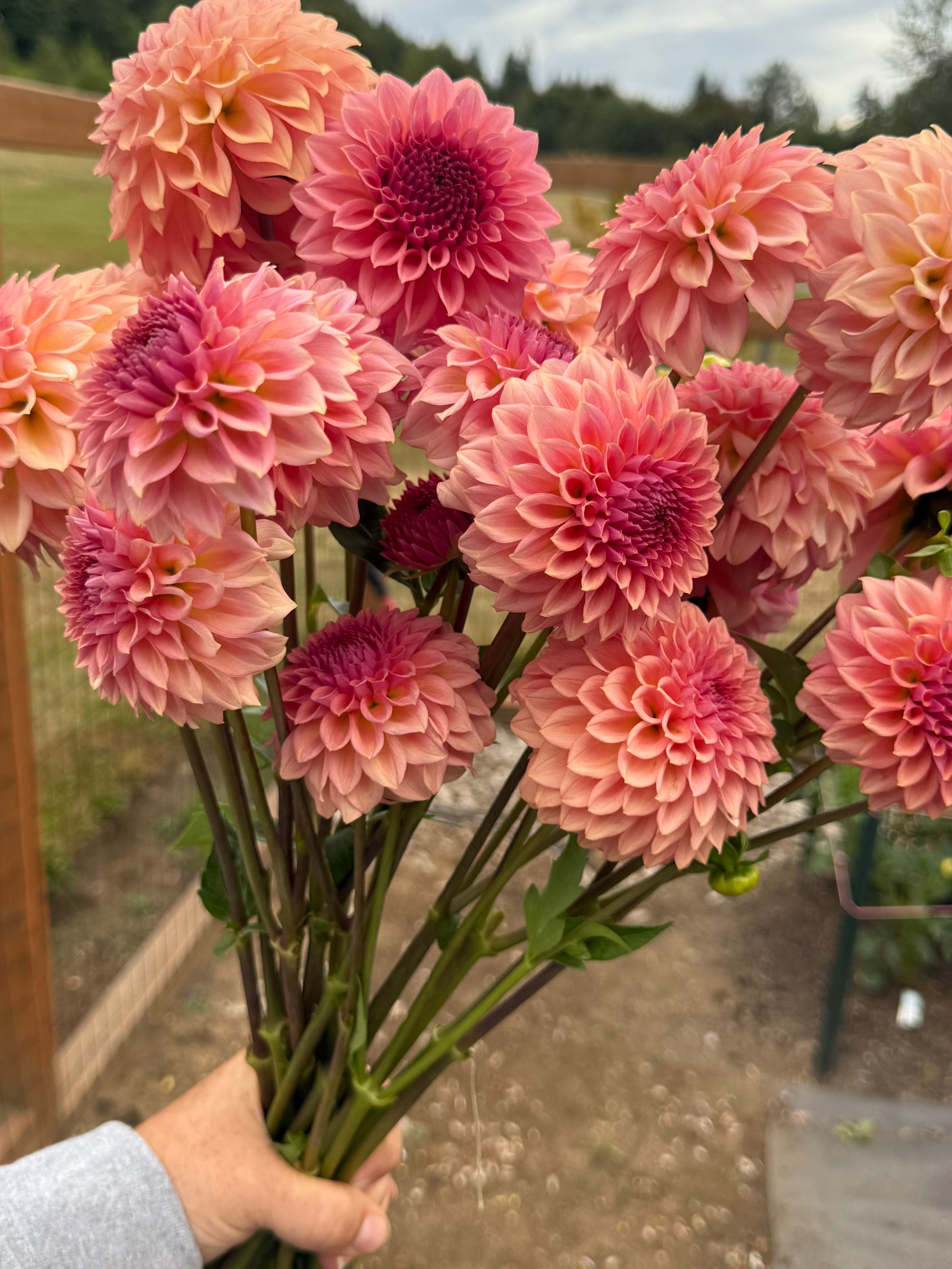 Levi’s Blue Smoke – Willow Rock Acres