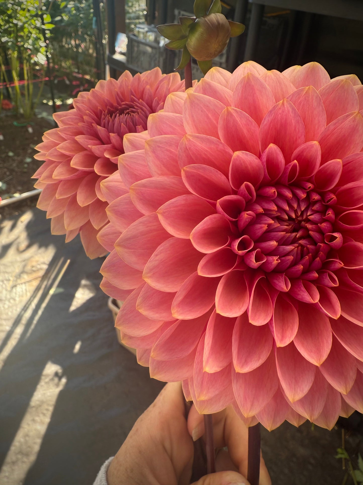 Sweet Sanne Rooted Cutting