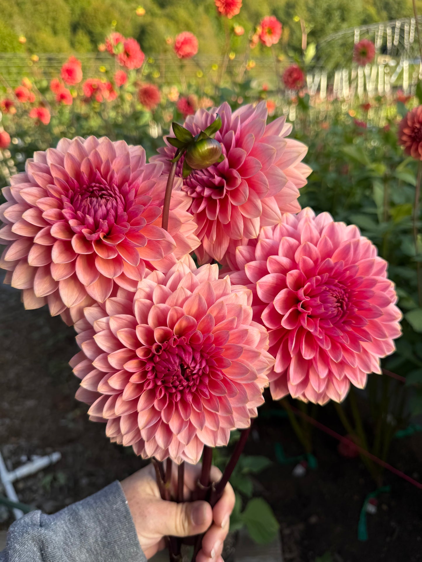 Sweet Sanne Rooted Cutting