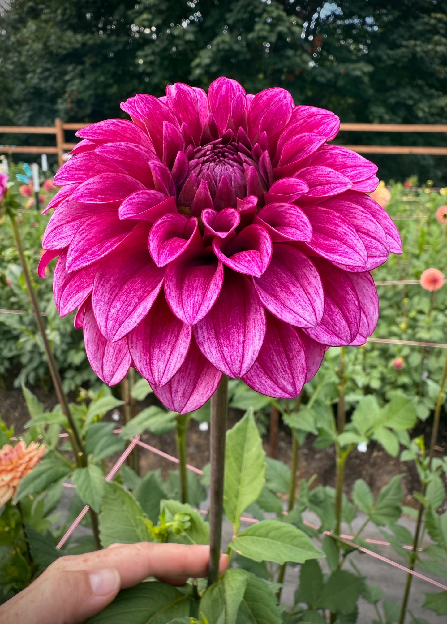 RM Berry Bliss Rooted Cutting