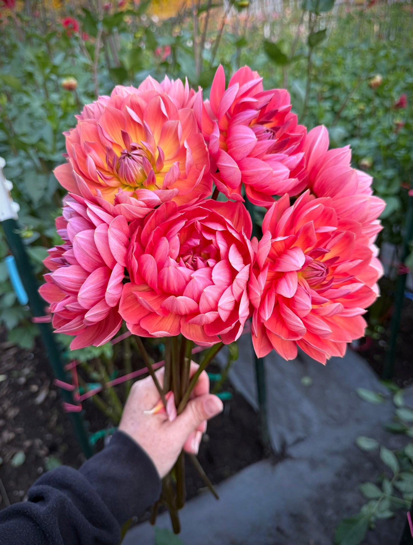 Hollyhill Daydream Rooted Cutting