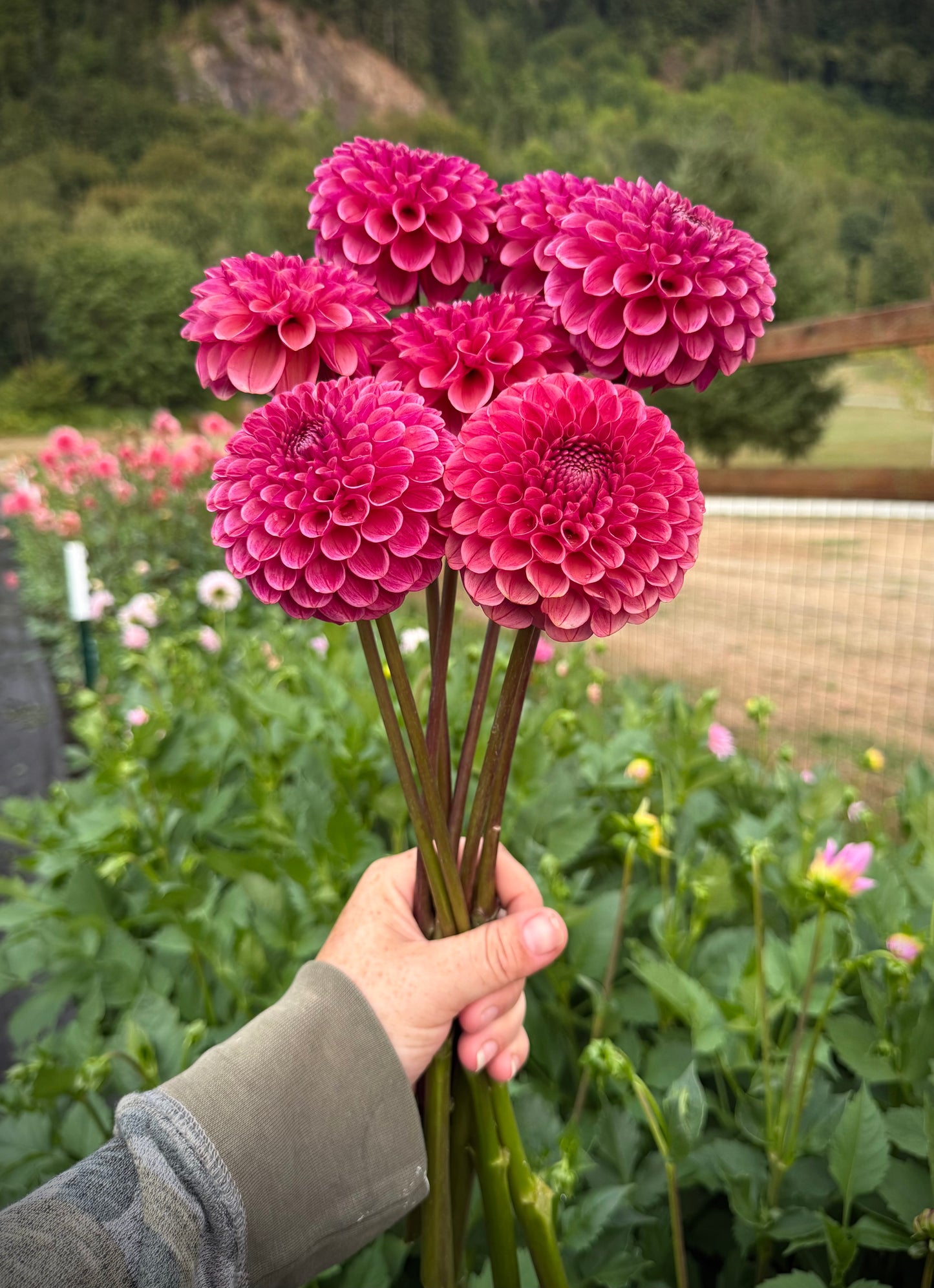 Levi’s Crimson Dawn