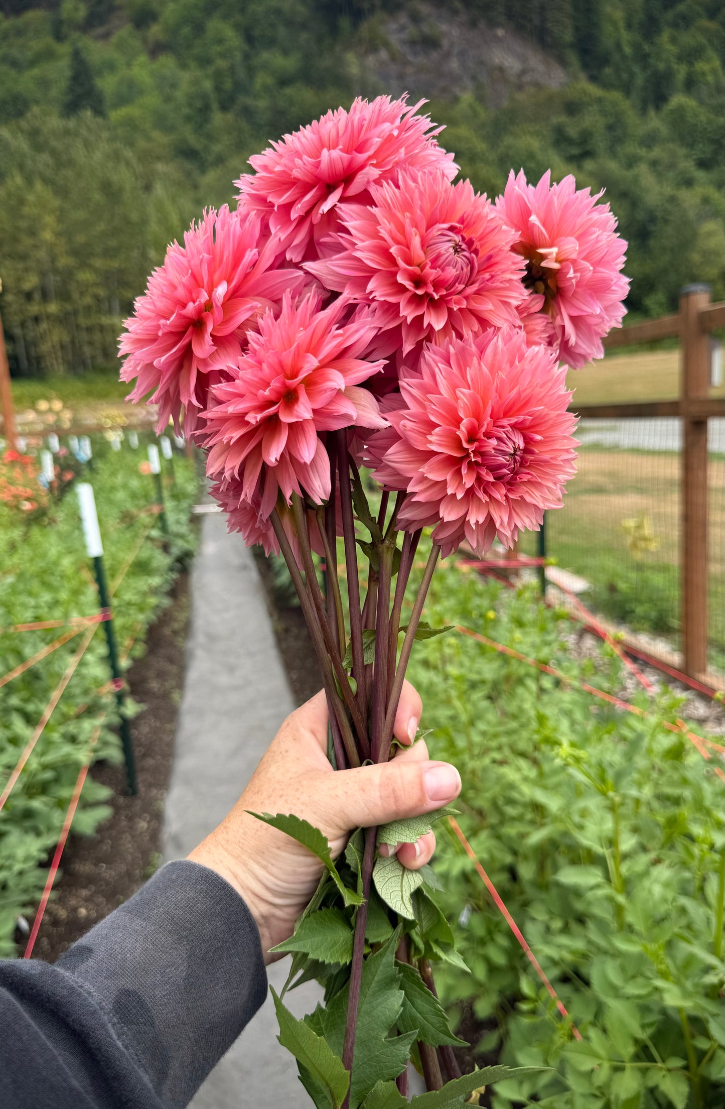 Lee’s Canella Fizz