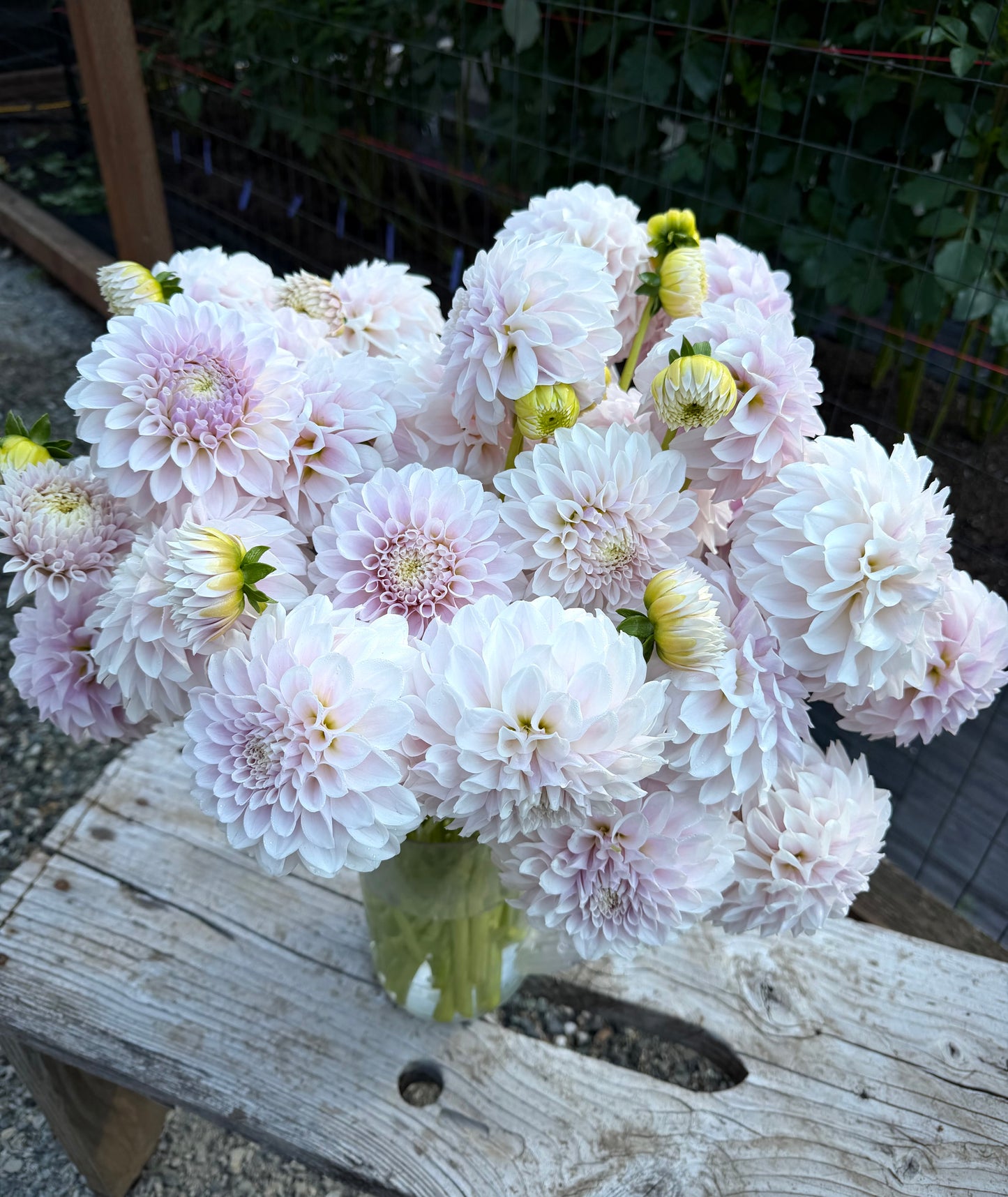 Levi’s Cloud Nine Potted Cutting (2027 New Release)