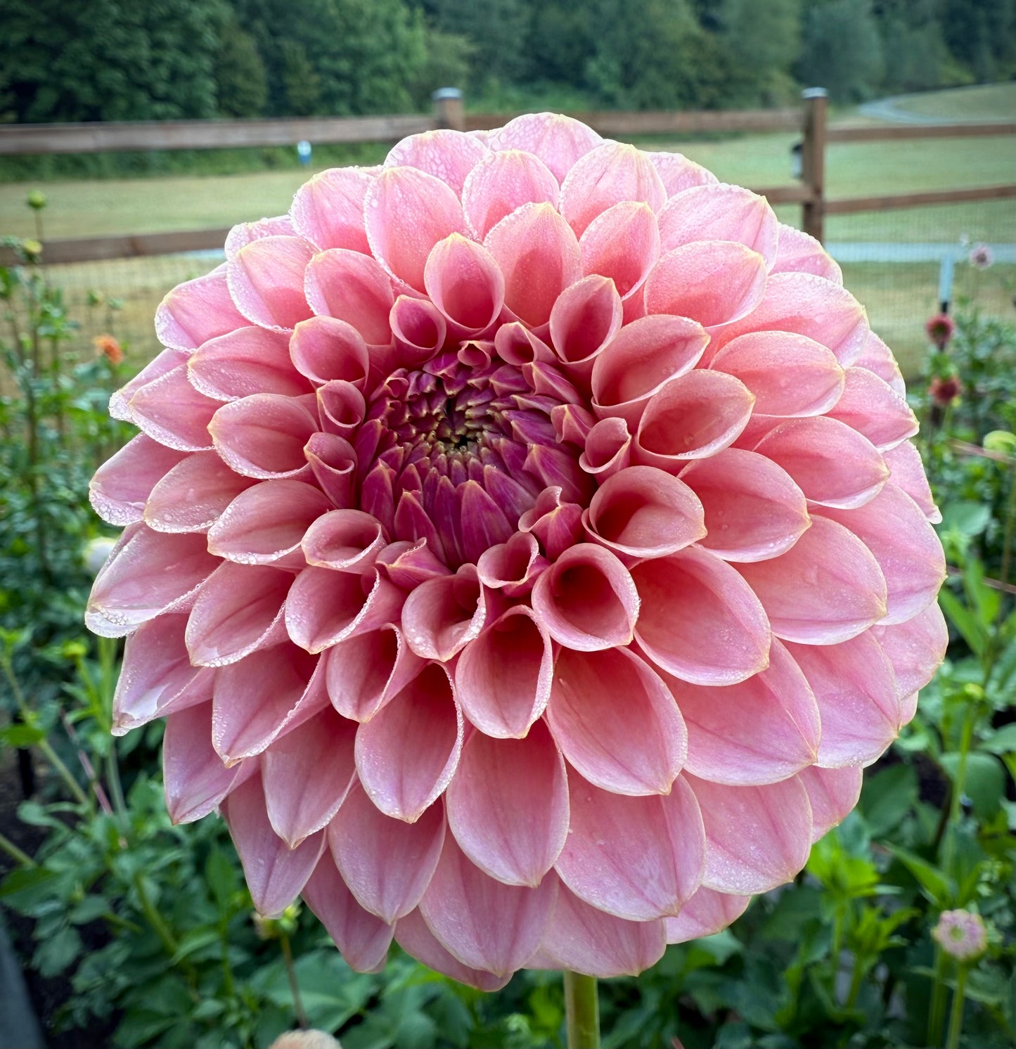 RM Mauvelous Rooted Cutting