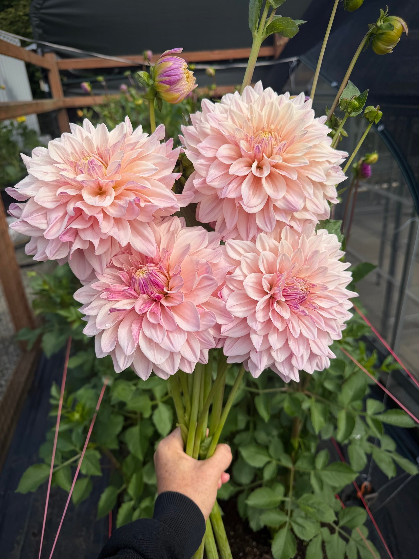 Florelie Antique Potted Cutting