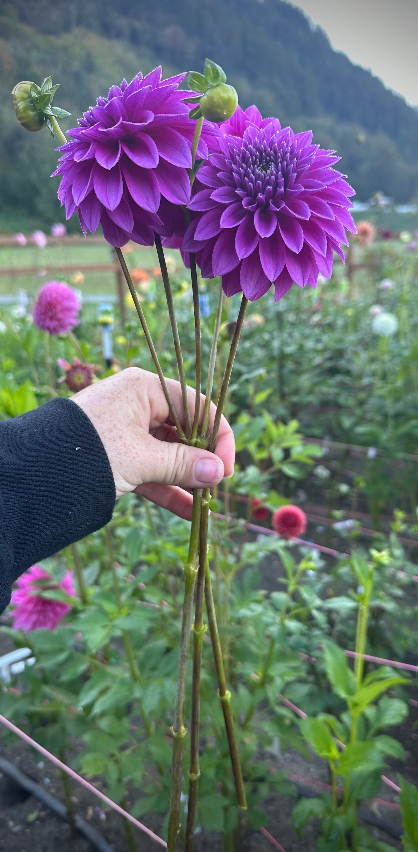 Bloomquist Ruby Rooted Cutting