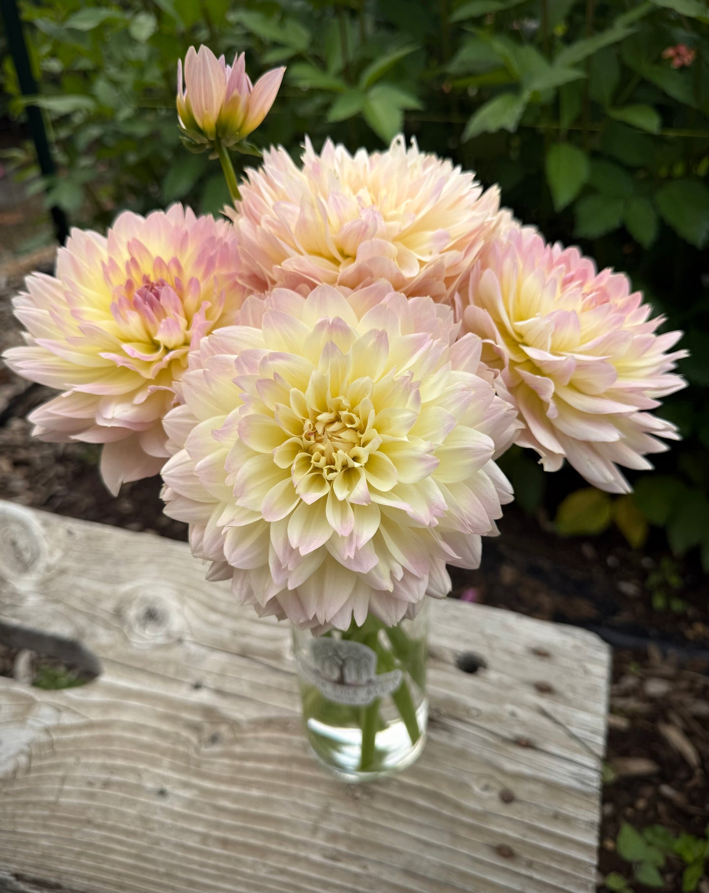 Joel’s Favourite Potted Cutting