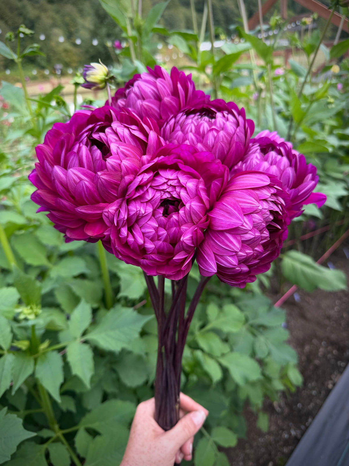 Sandia Regal Potted Cutting