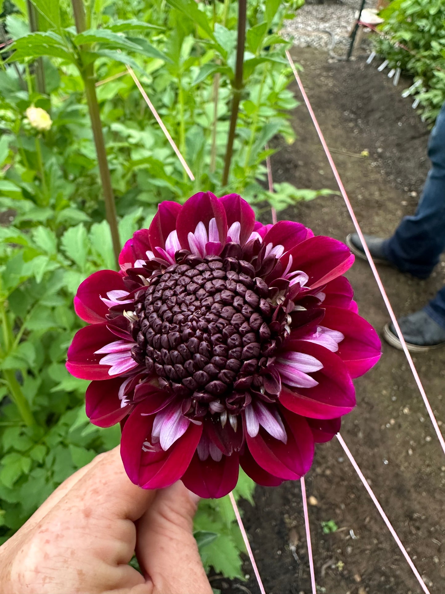 Rosie Raven Rooted Cutting (Limit 2 per household)