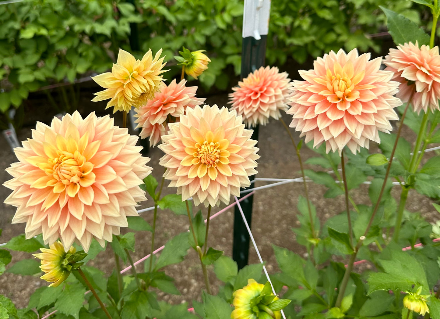 Lee’s Apricot Fizz Rooted Cutting (Limit 2 per household)