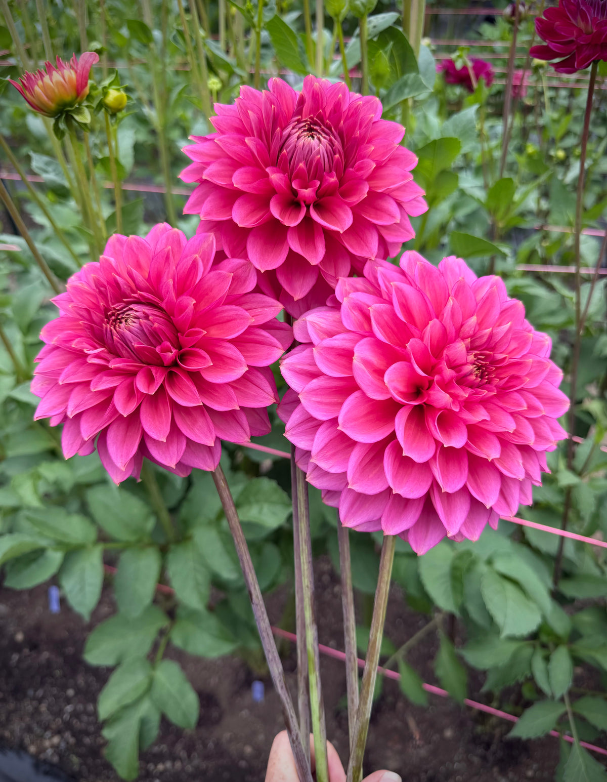 Florelie Guava