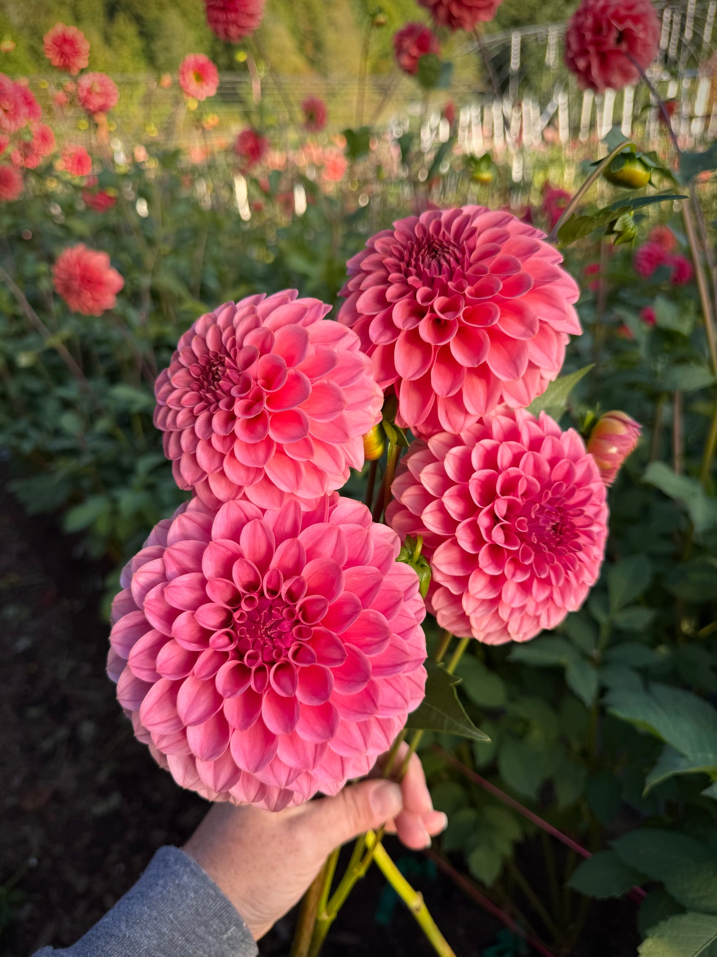 RM Mauvelous Rooted Cutting