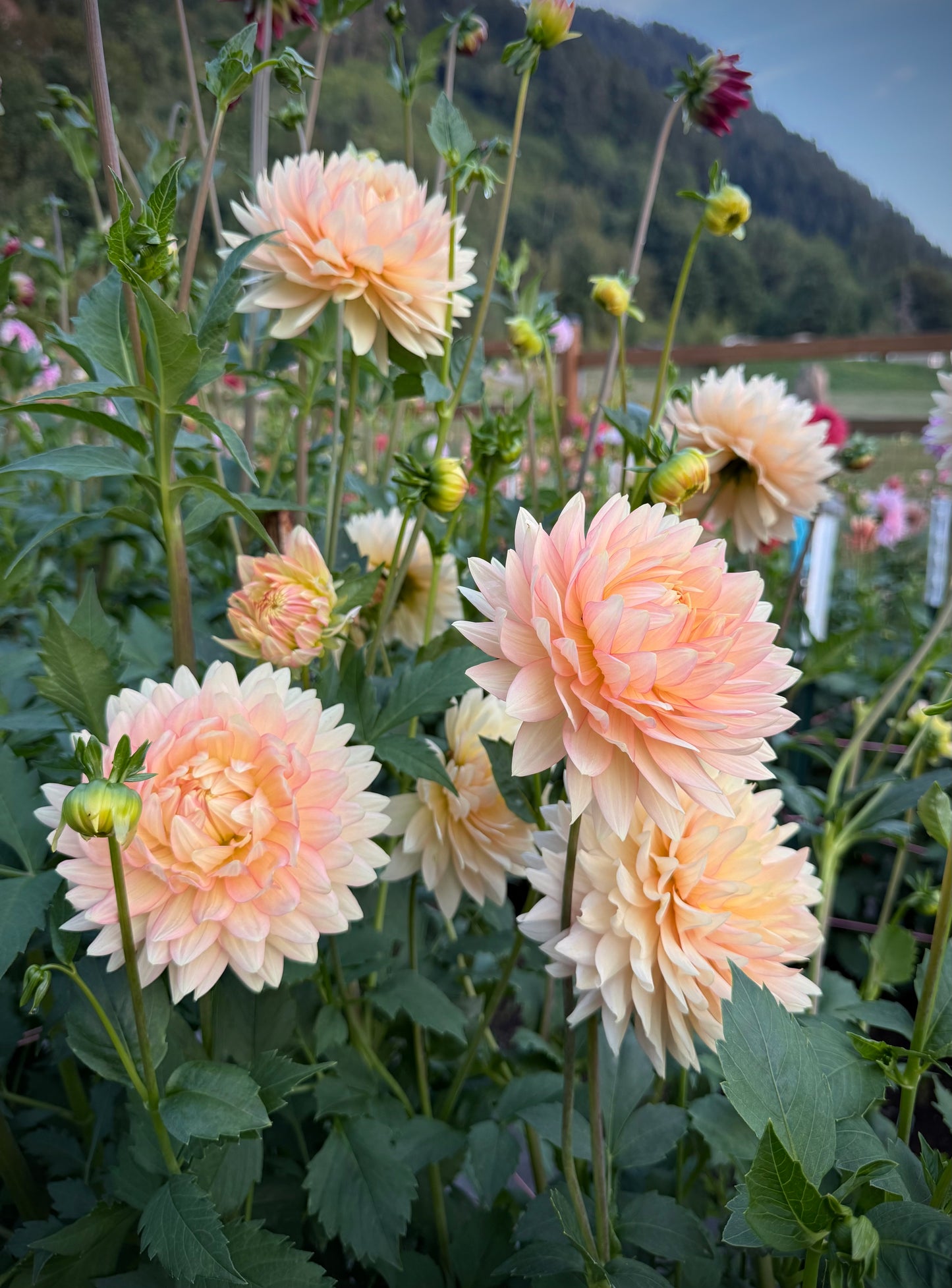 L Hazy Rooted Cutting