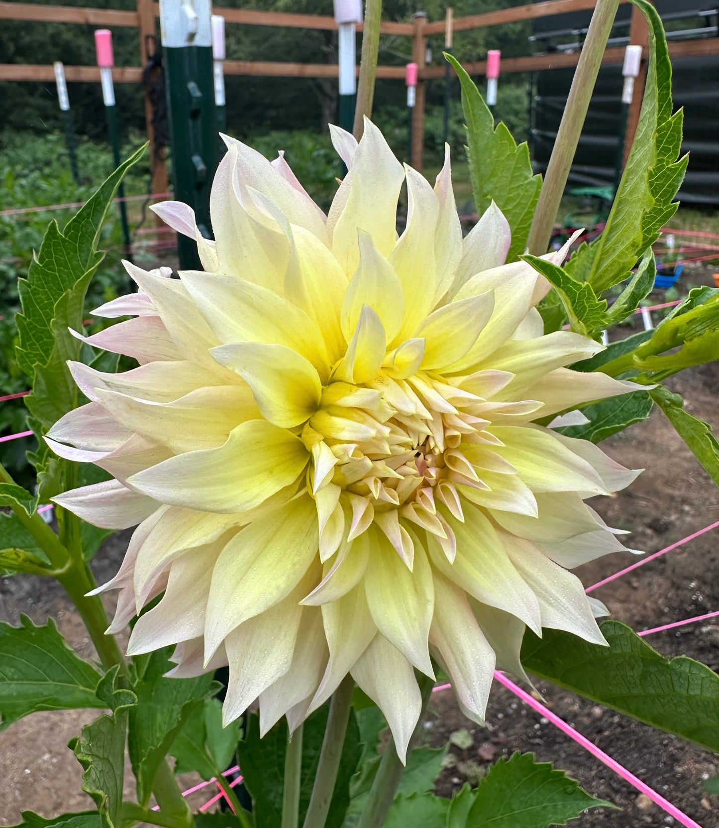Lakeview Blush Rooted Cutting (Limit 2 per household)