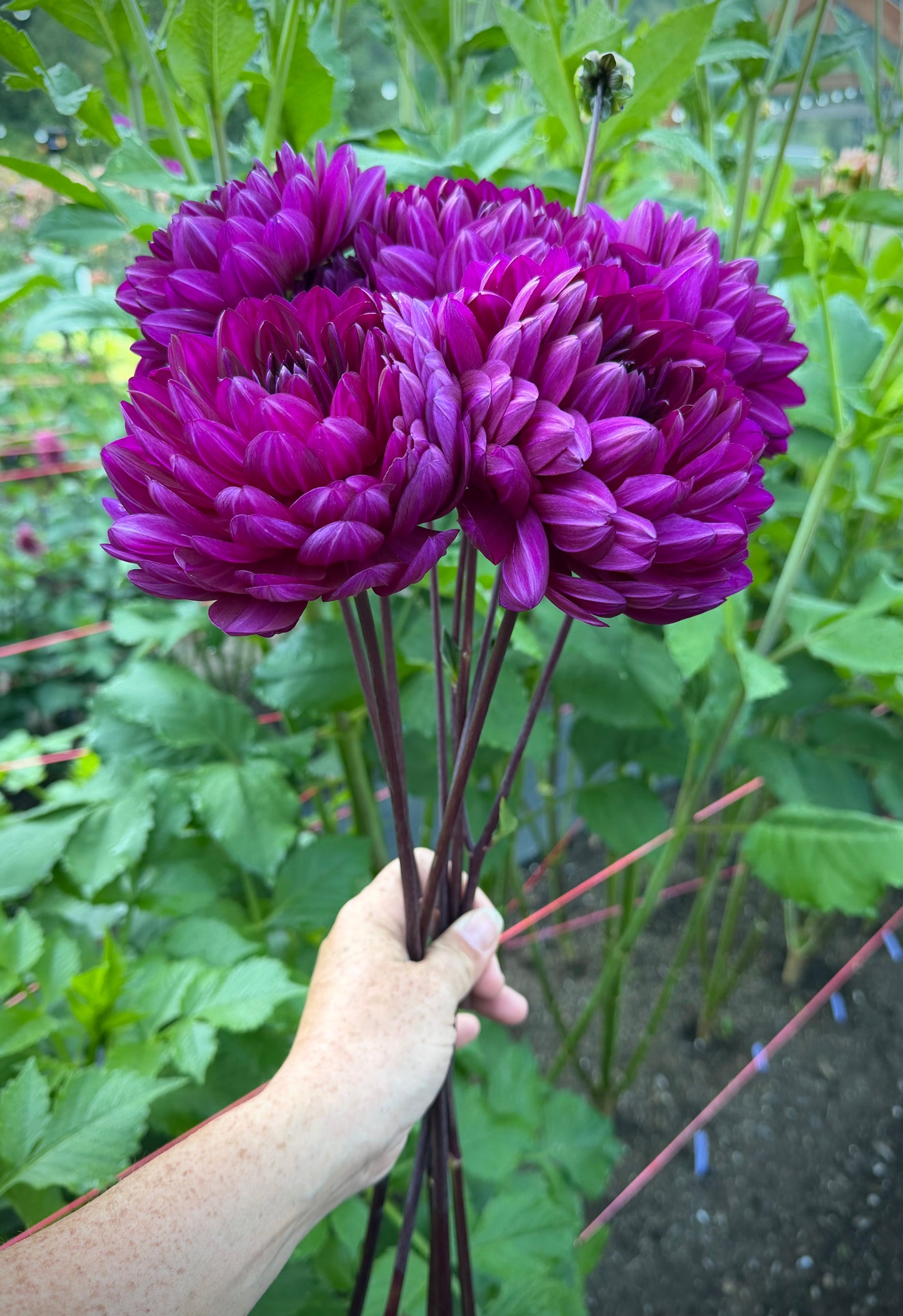 Sandia Regal Potted Cutting