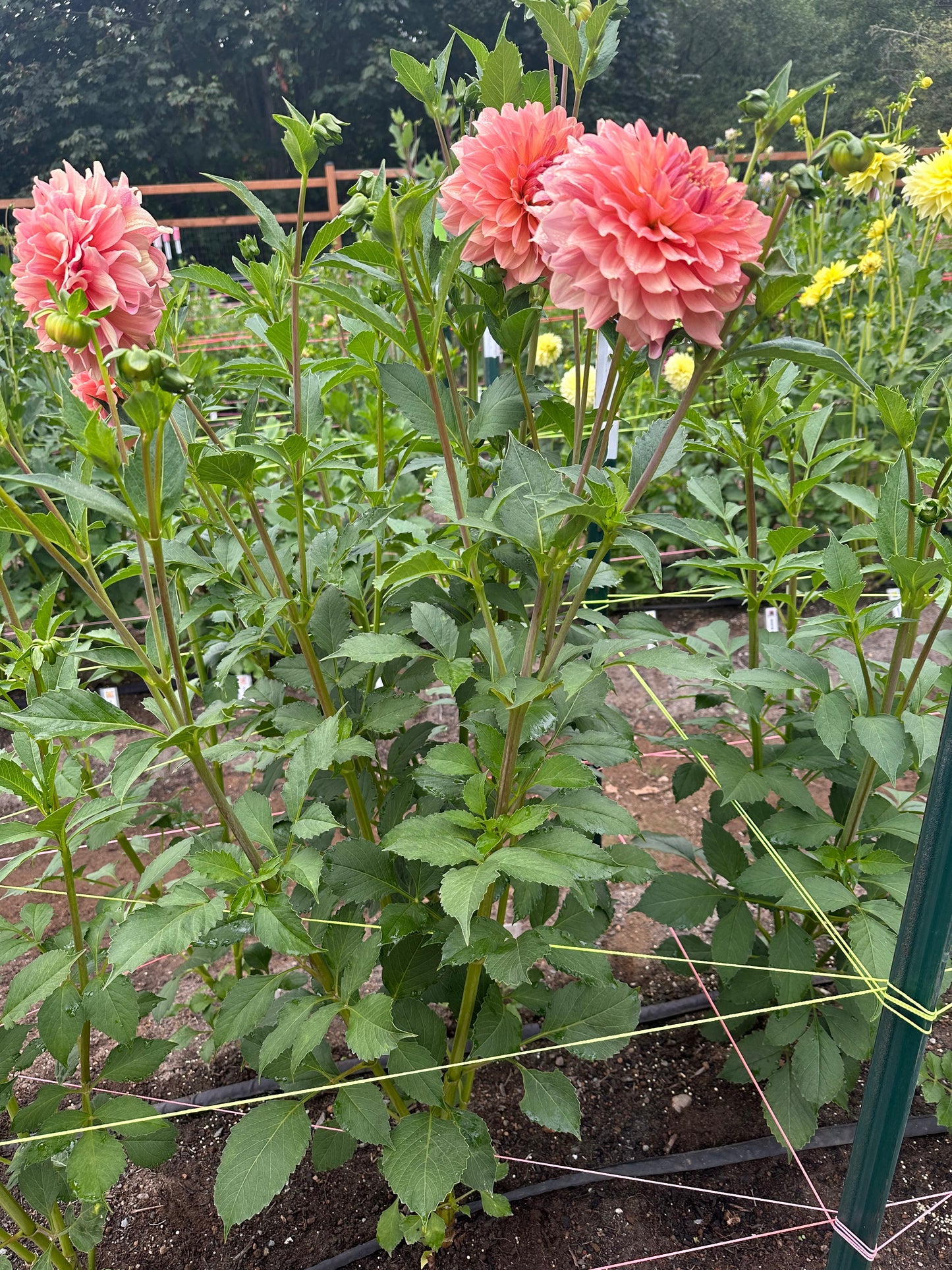 Peach Bud Rooted Cutting