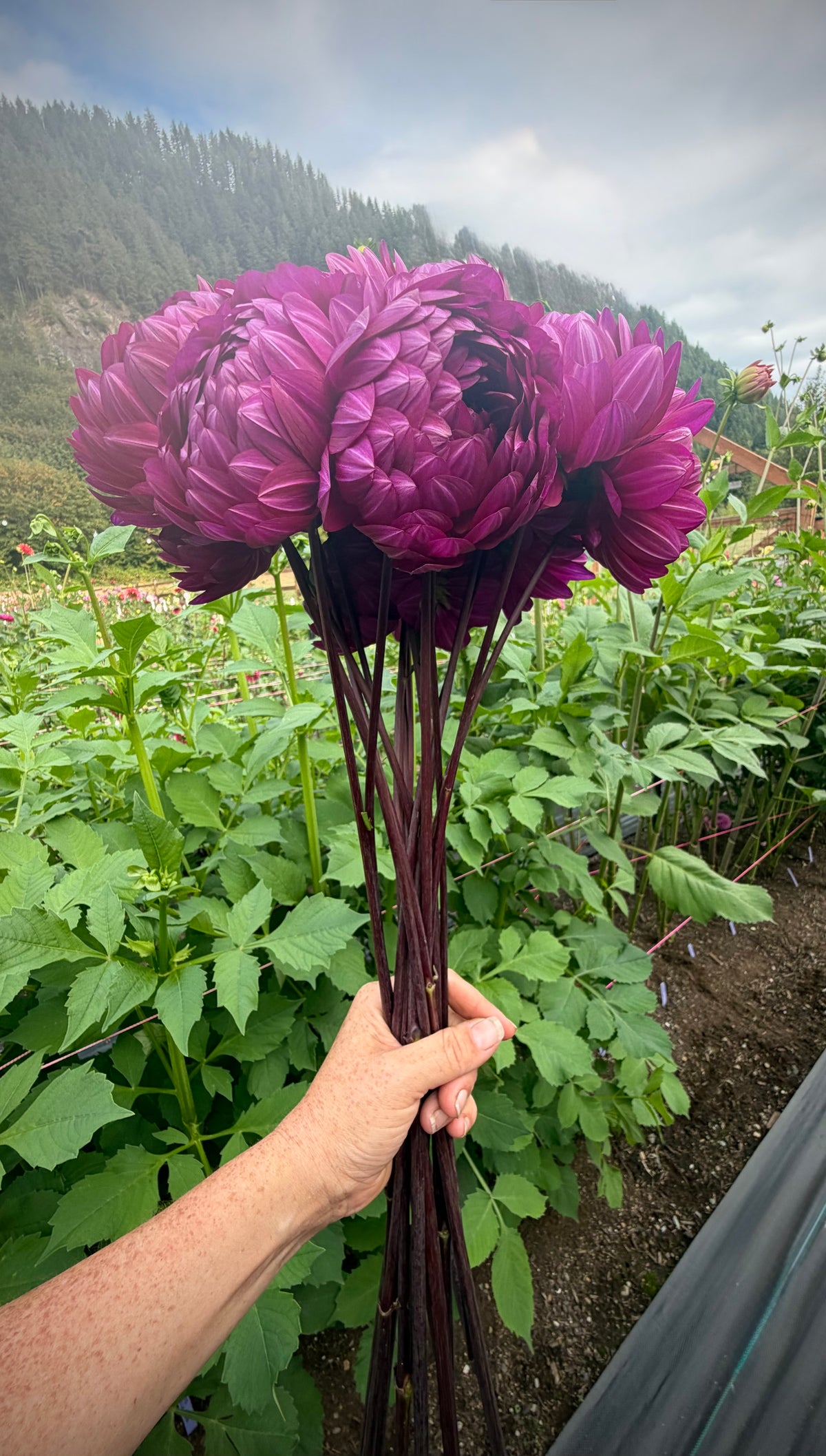 Sandia Regal Potted Cutting