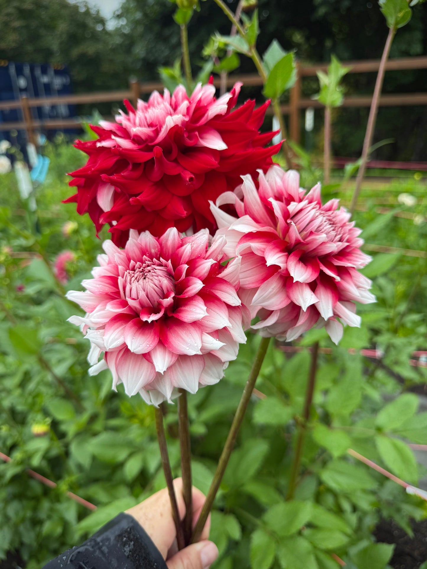 River’s Fancy Santa