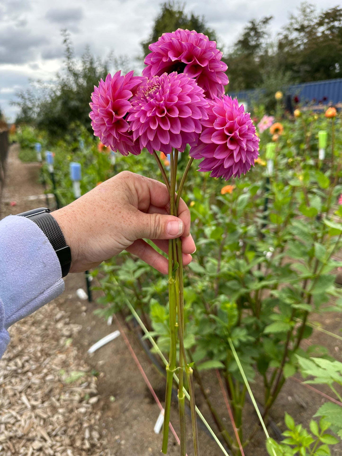 Skipley Spot of Gold Rooted Cutting