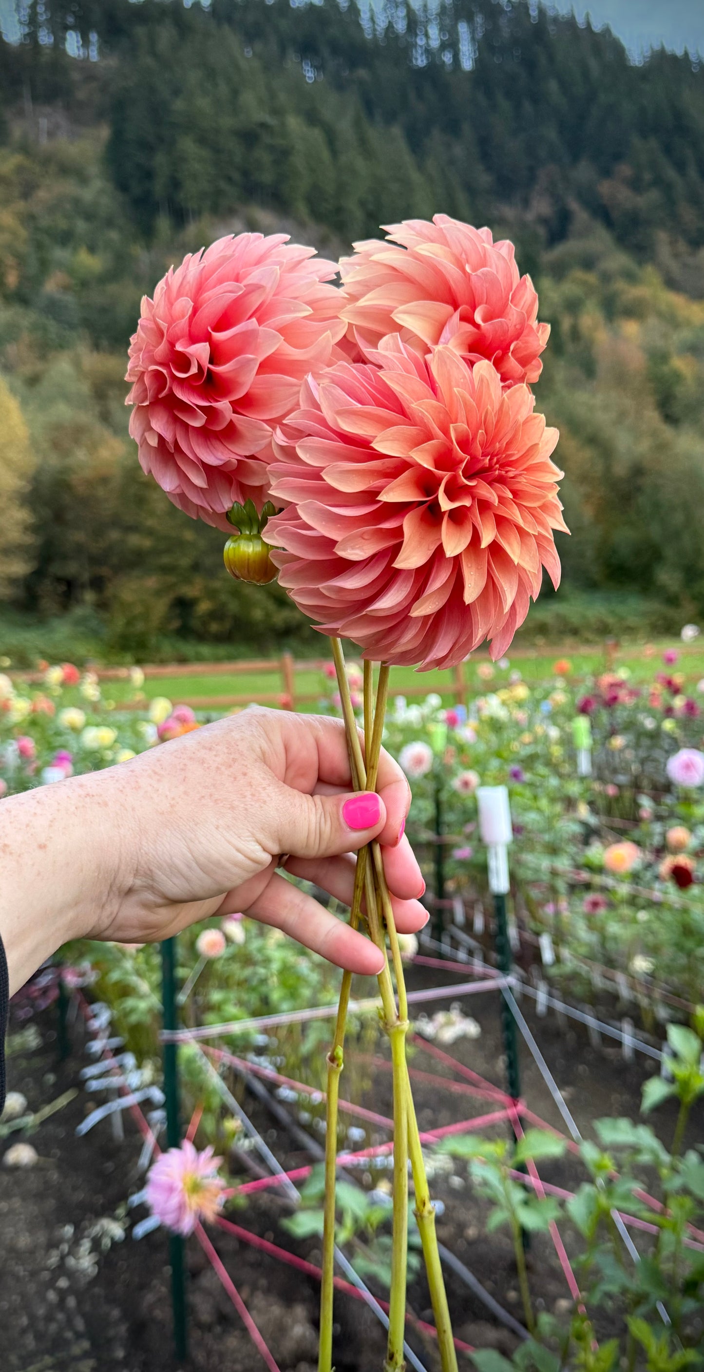 River’s Can’t Elope