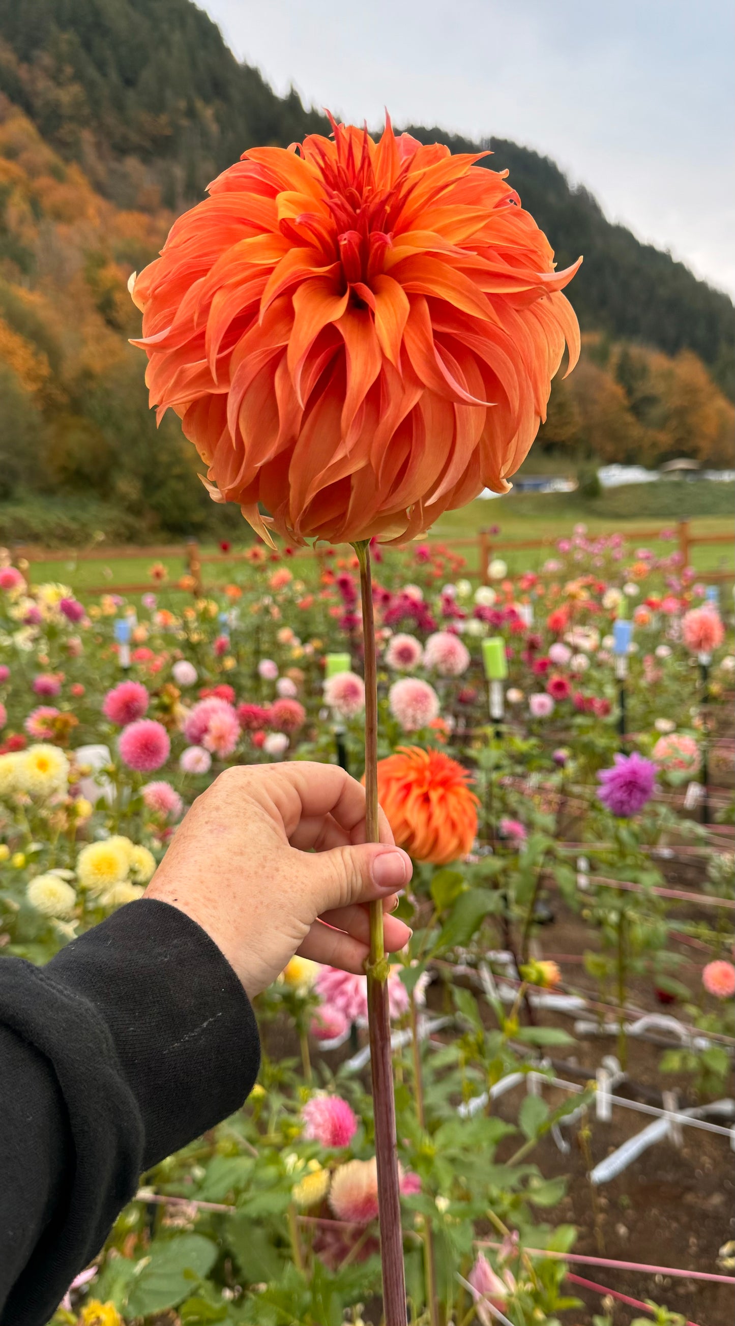 Bloomquist Jean Rooted Cutting (Limit 2 per household)