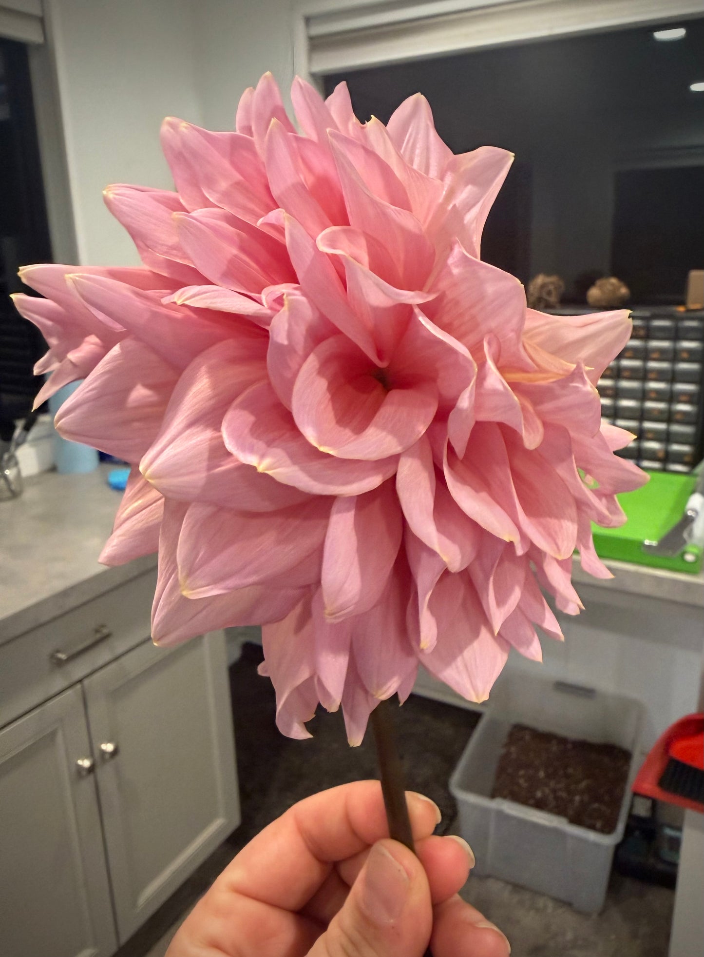 Formby Monarch Rooted Cutting