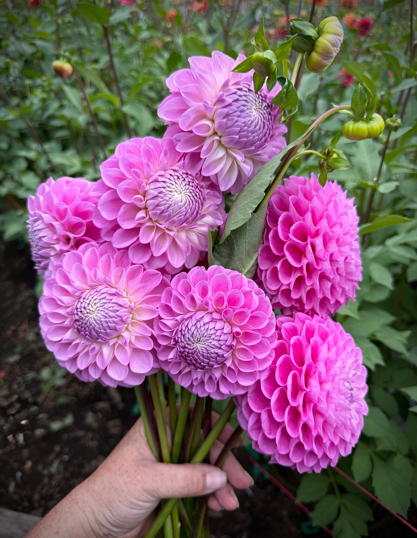 20th Avenue Old Major